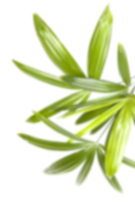 绿色植物